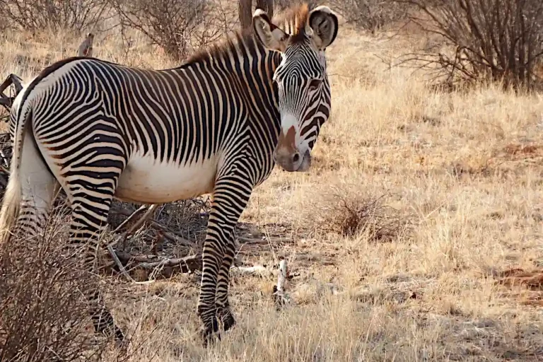 La Zebra di Grevy nel Samburu