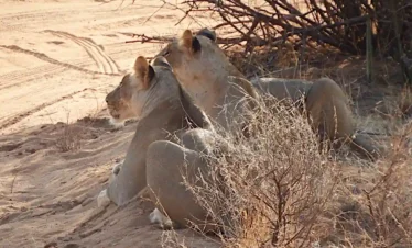Man Eaters Camp Tsavo Ovest storia leoni mangiatori d'uomini