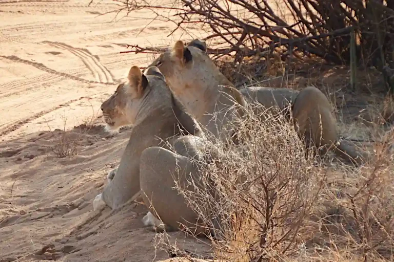 Man Eaters Camp Tsavo Ovest storia leoni mangiatori d'uomini