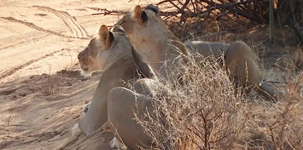 Man Eaters Camp Tsavo Ovest storia leoni mangiatori d'uomini