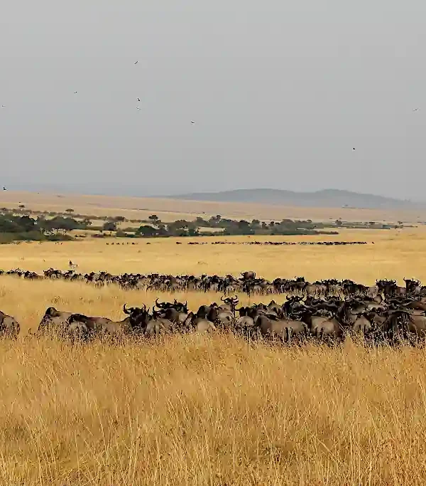 Mara durante la Grande Migrazione
