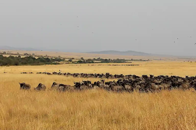 Mara durante la Grande Migrazione