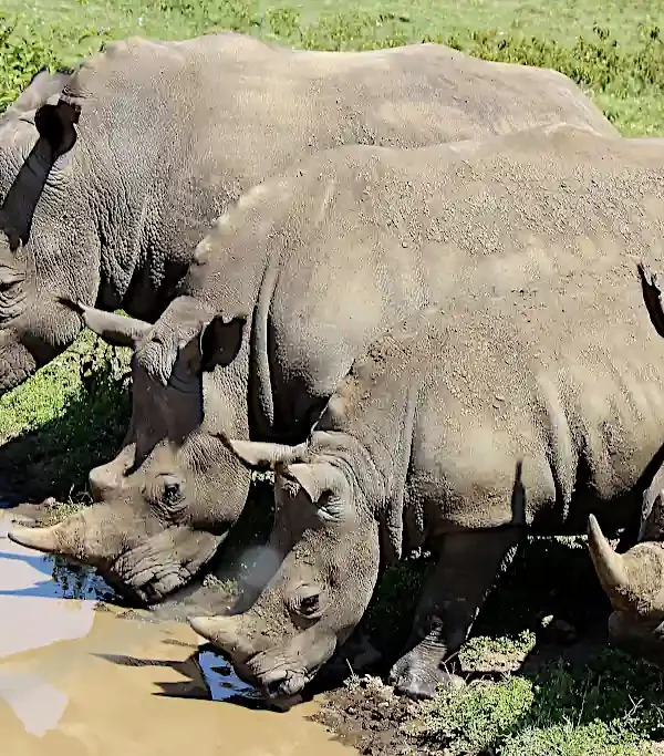 Rinoceronti Lago Nakuru National Park