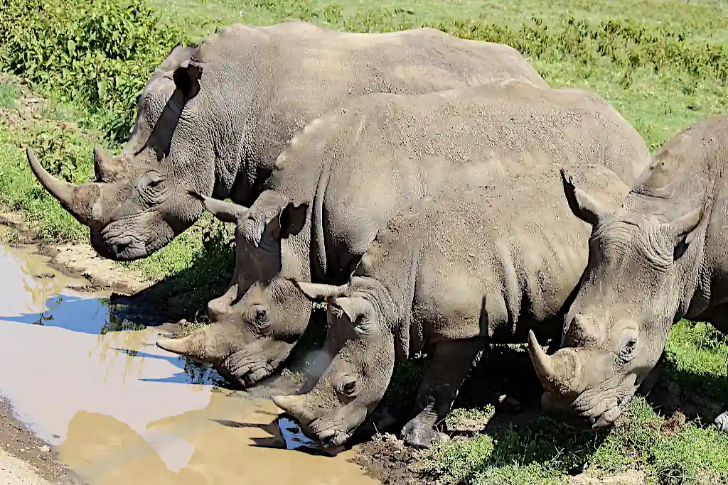 Rinoceronti Lago Nakuru National Park