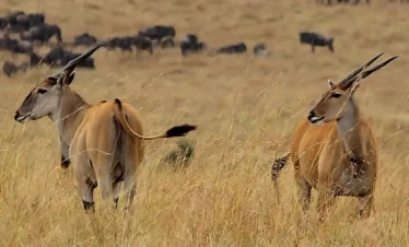 antilope eland nel Masai Mara safari Wilderness 360