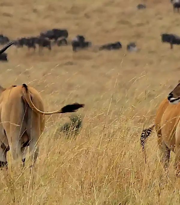 antilope eland nel Masai Mara safari Wilderness 360