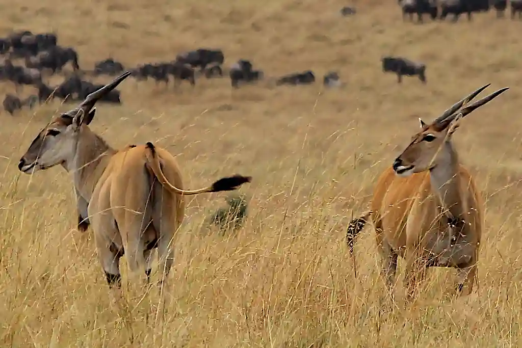 antilope eland nel Masai Mara safari Wilderness 360