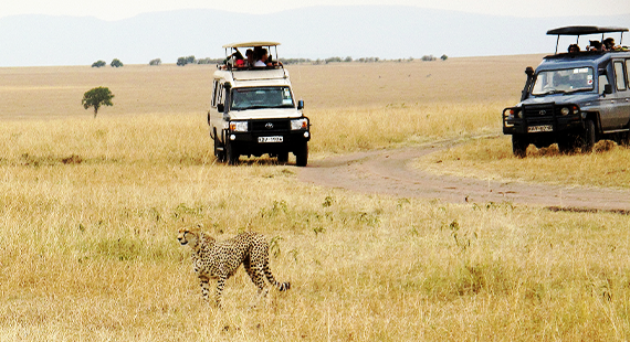 Jeep o Pulmino? Qual è il mezzo migliore per un safari?