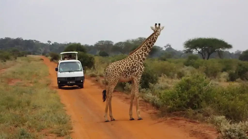 Famiglia con bambini in piedi con la testa fuori dal tetto apribile del pulmino da safari Wilderness 360, mentre osserva una giraffa che cammina sul sentiero di terra rossa davanti a loro.
