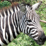 foto di una zebra fatta in tsavo ovest