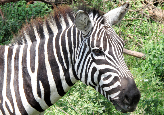 foto di una zebra fatta in tsavo ovest