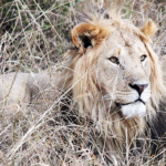 un maestoso leone nella Riserva di Tsavo Est