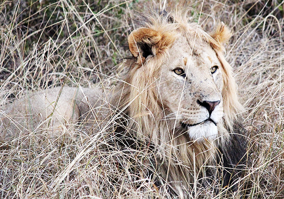 un maestoso leone nella Riserva di Tsavo Est