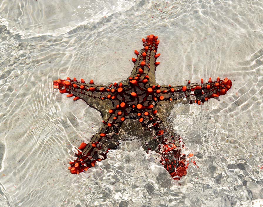 Acque cristalline e mare turchese Sardegna Due safari blu con vista chiara stella marino