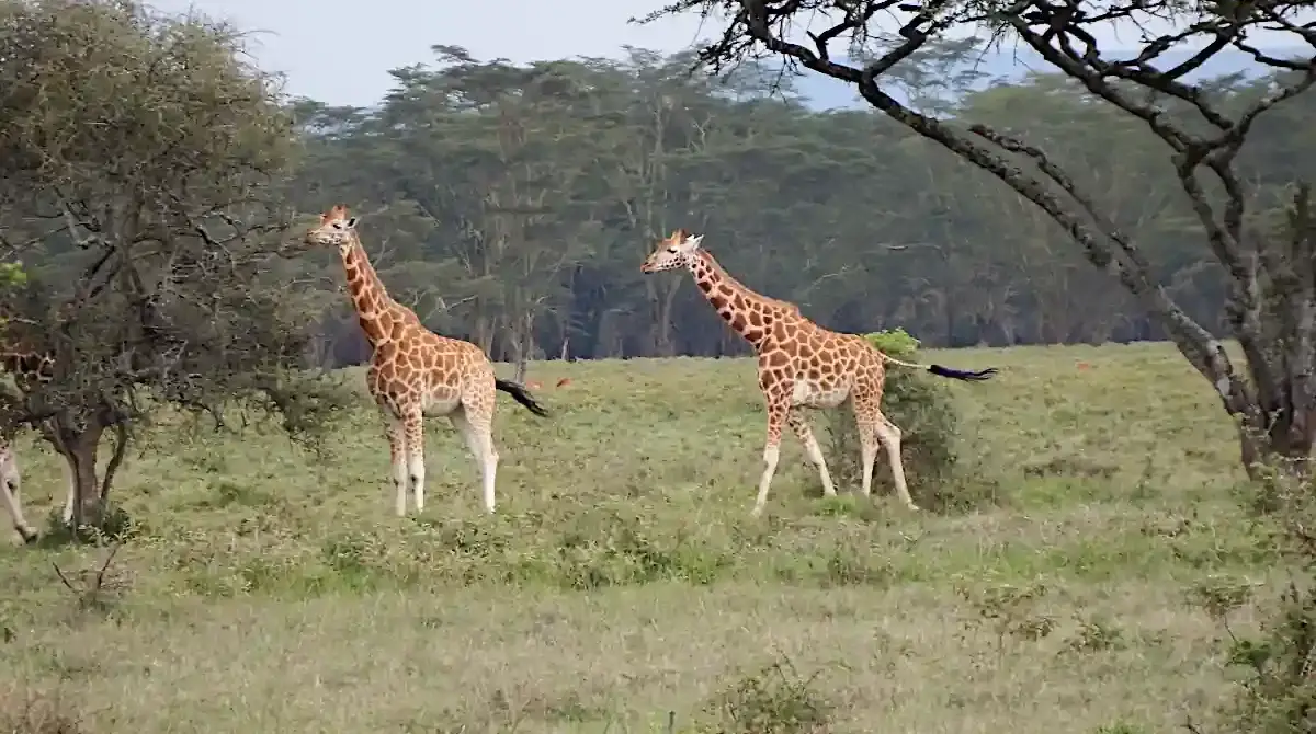 Due giraffe che mangiano foglie dalle cime delle acacie nel Parco Nazionale del Lago Nakuru in Kenya durante un safari con Wilderness 360.