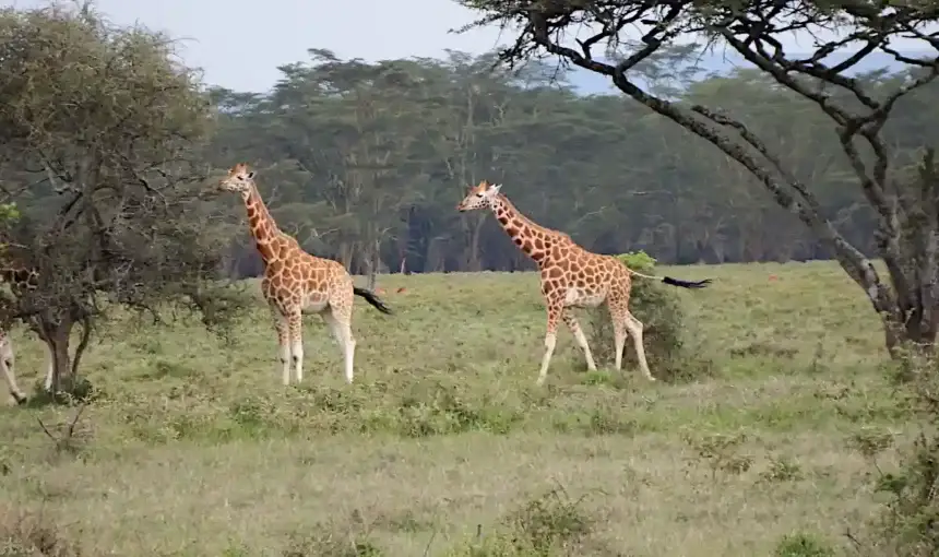 Guida alla Scelta del Safari in Kenya