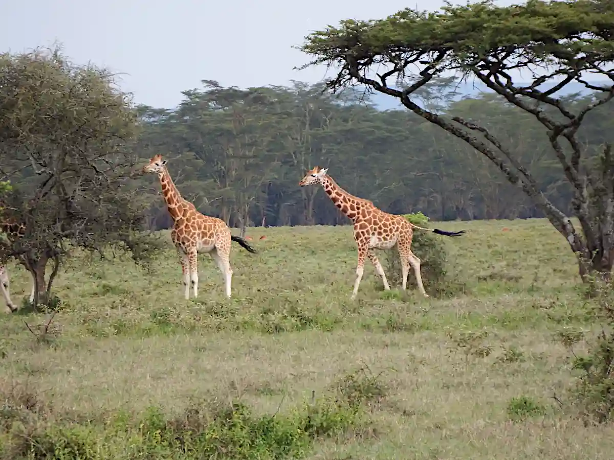 Due giraffe che mangiano foglie dalle cime delle acacie nel Parco Nazionale del Lago Nakuru in Kenya durante un safari con Wilderness 360.