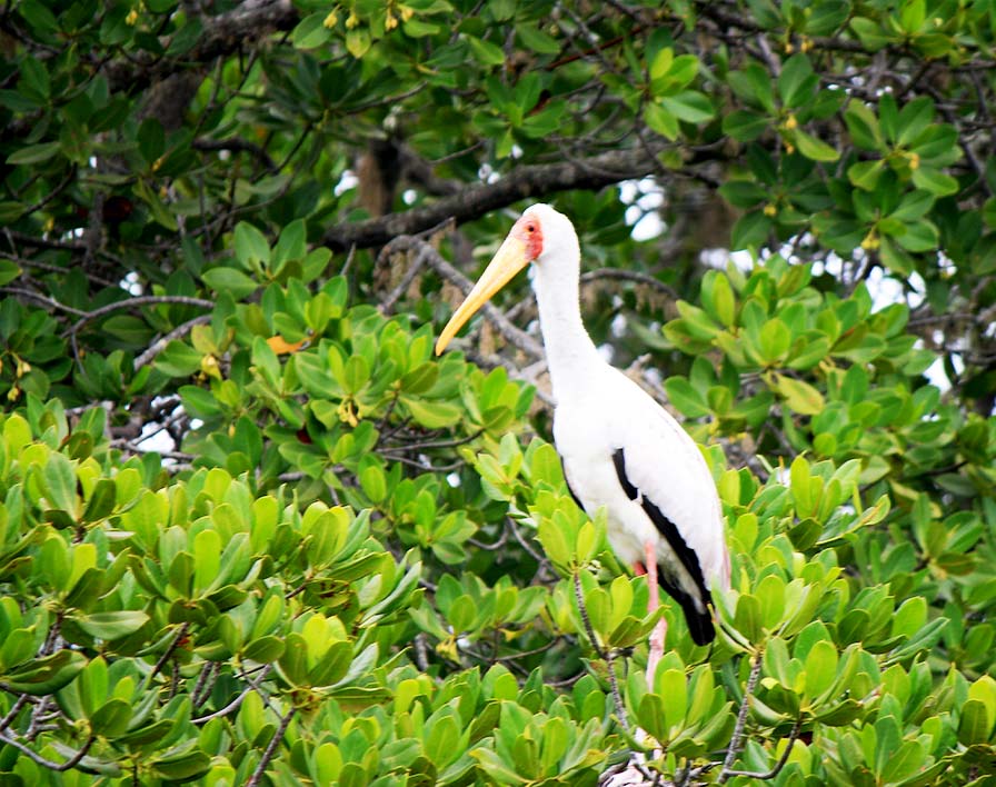 Navigazione canali mangrovie Mida Creek Watamu Kenya