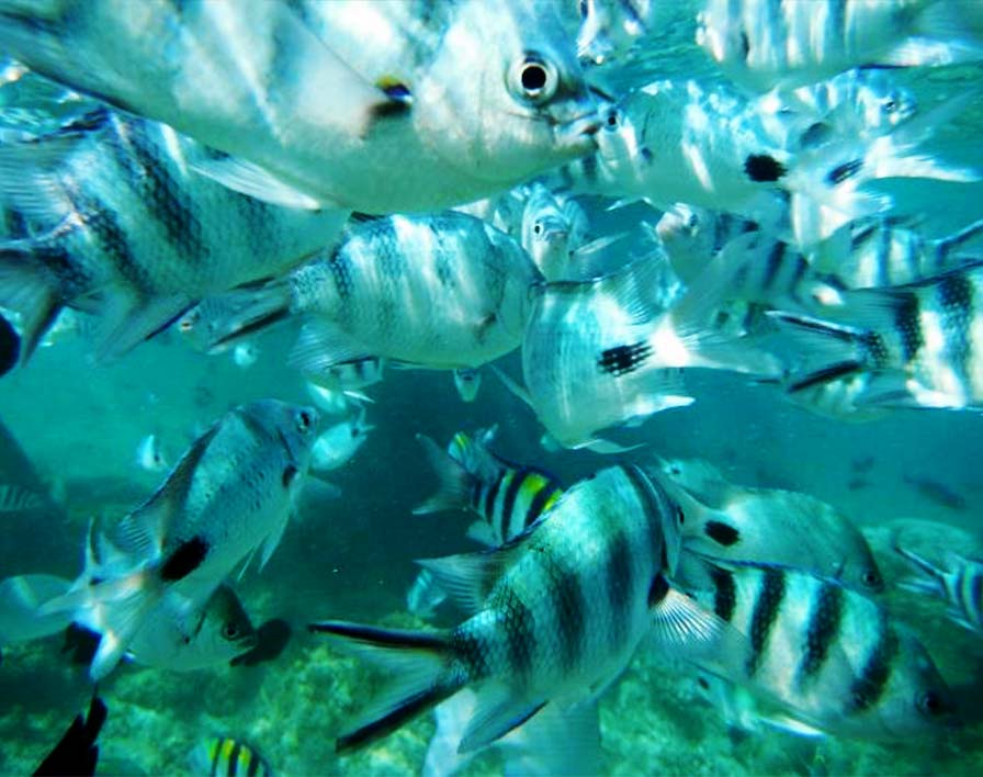 Snorkeling barriera corallina Parco Marino Watamu Wilderness 360