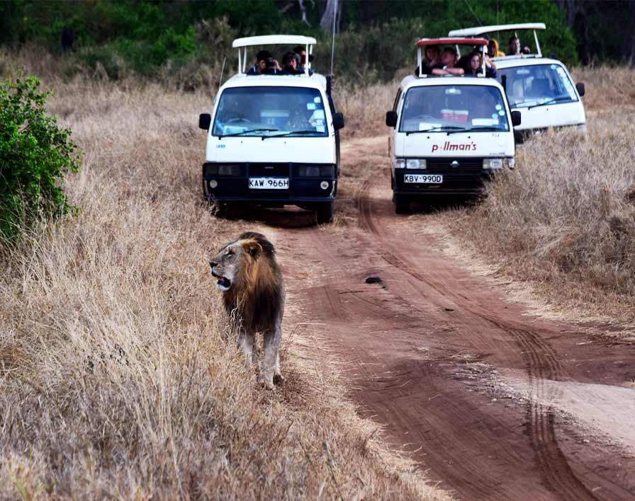 Budget safari
