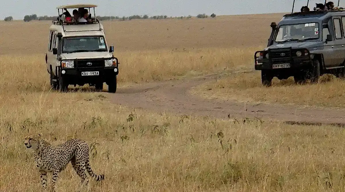 Jeep o Pulmino? Qual è il mezzo migliore per un safari?