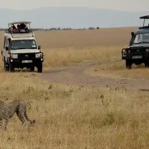 Due Jeep safari 4x4 di Wilderness 360 ferme nel vasto Maasai Mara con turisti in piedi fuori dal tettuccio apribile per osservare un ghepardo nell'erba.