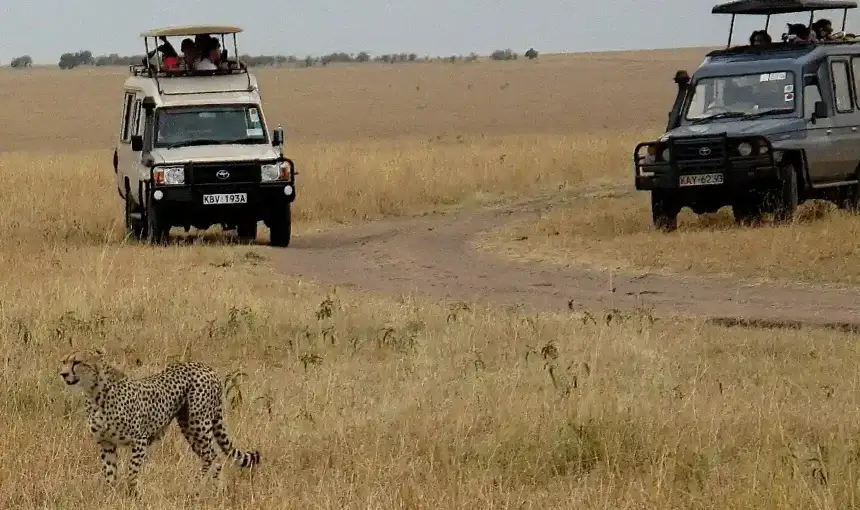 Jeep o Pulmino? Qual è il mezzo migliore per un safari?