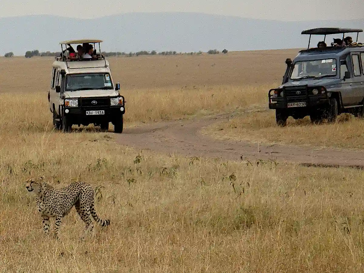 Due Jeep safari 4x4 di Wilderness 360 ferme nel vasto Maasai Mara con turisti in piedi fuori dal tettuccio apribile per osservare un ghepardo nell'erba.