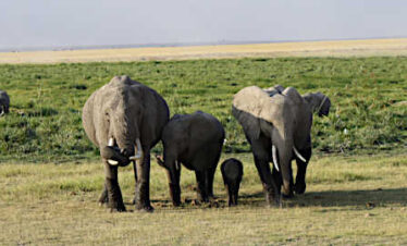 Mandrie di elefanti nel parco Amboseli Wilderness 360