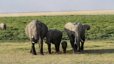 Mandrie di elefanti nel parco Amboseli Wilderness 360