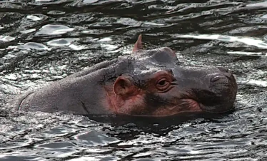 Ippopotami che nuotano nelle acque trasparenti di Mzima Springs a Tsavo Ovest