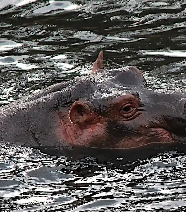 Ippopotami che nuotano nelle acque trasparenti di Mzima Springs a Tsavo Ovest