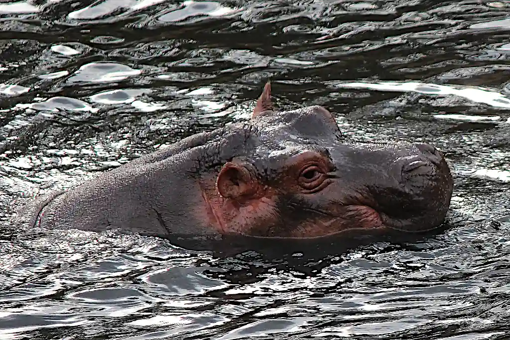 Ippopotami che nuotano nelle acque trasparenti di Mzima Springs a Tsavo Ovest
