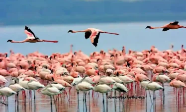 fenicotteri rosa Lago Nakuru National Park