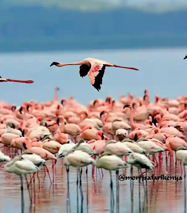 fenicotteri rosa Lago Nakuru National Park