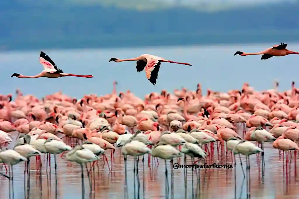 fenicotteri rosa Lago Nakuru National Park