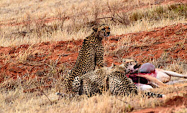 Ghepardo che mangia nella savana dello Tsavo Est durante un safari