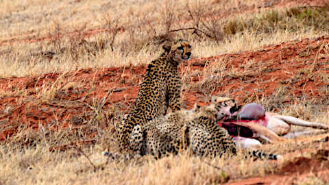 Ghepardo che mangia nella savana dello Tsavo Est durante un safari