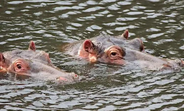 hippotami del Lago Naivasha Rift Valley