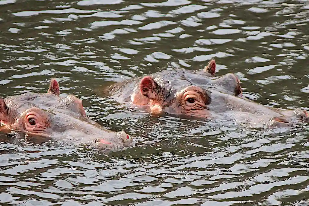 hippotami del Lago Naivasha Rift Valley