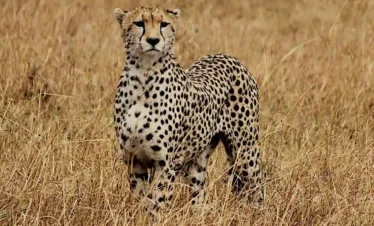 leopardo nelle pianure del masai mara