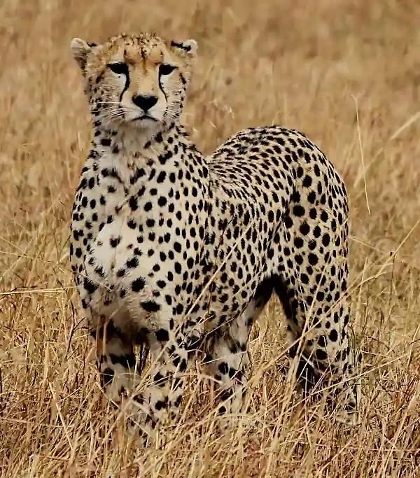 leopardo nelle pianure del masai mara