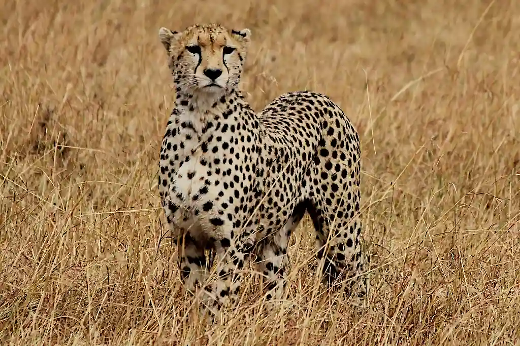 leopardo nelle pianure del masai mara
