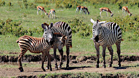 masai mara national park