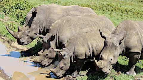 rinoceronti di lago nakukuru