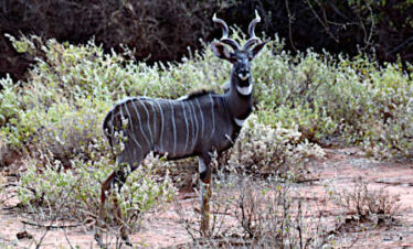Un elegante kudu maggiore maschio nello Tsavo Ovest safari Wilderness 360