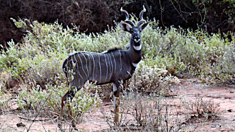 Un elegante kudu maggiore maschio nello Tsavo Ovest safari Wilderness 360