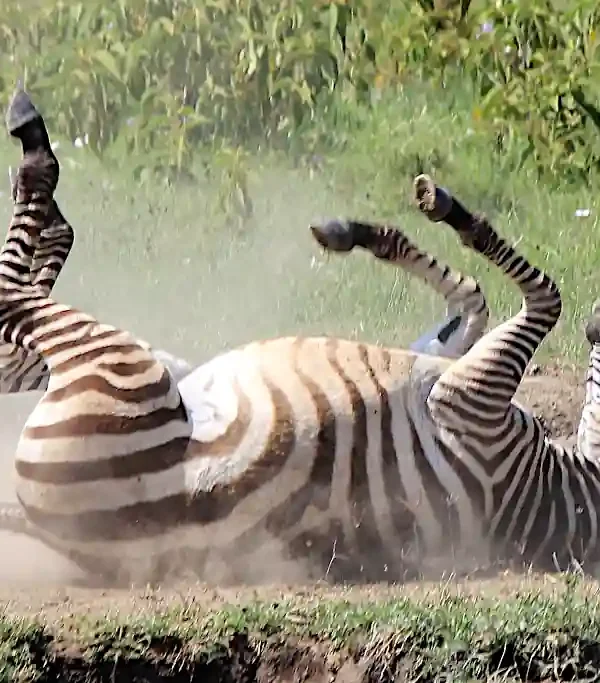 zebra nella Ziwani Voyager Sanctuary