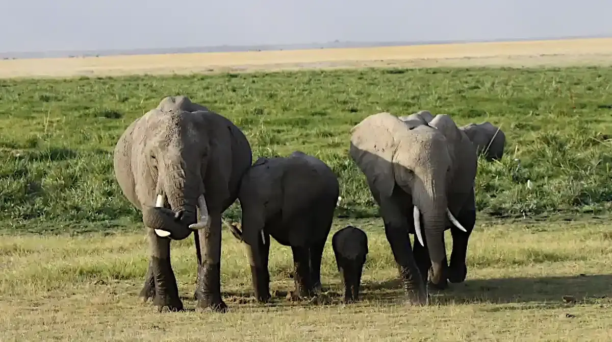 Quando andare in Kenya