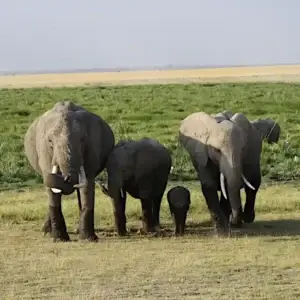 Piccolo di elefante africano che gioca nel fango durante la stagione delle piogge in Kenya